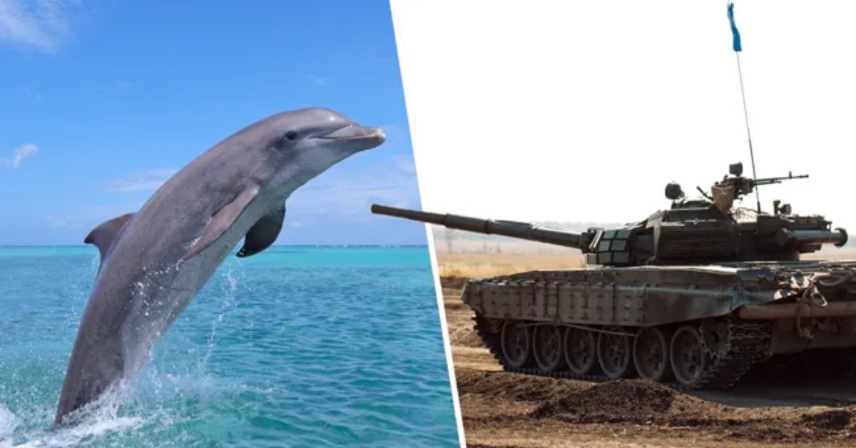 Split image of a dolphin leaping from water and a tank taking aim, representing the best RTS unit tournament
